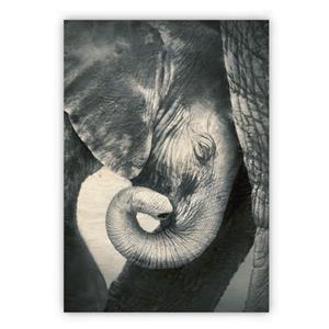 Obraz - Little Elephant